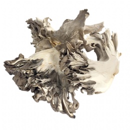 Organic Dried Maitake